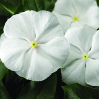 صندوق زهور الفته الصيفية متحمله للحرارة 25 شتلة ال...