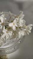 عطر برائحة الياسمين