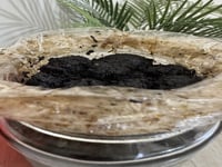 بخور المسقى الفاخر