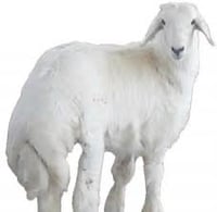 الرهوة للذبائح