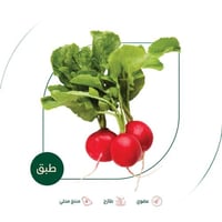 فجل احمر طازج عضوي مزرعة السلوى العضوية