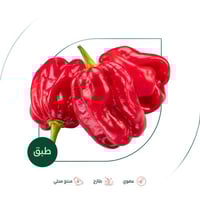 فلفل احمر حار عضوي مزرعة السلوى العضوية