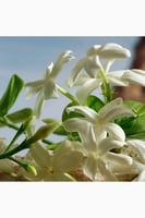 عطر كيو من دولتشي اند غابانا بارفيوم 100مل