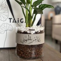 اجلونيما ماريا + قطعة جلد