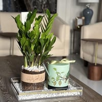 هدايا نبات الزاميا + تشوكلت