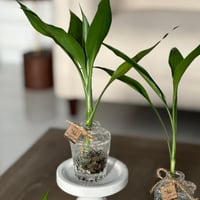 فرزاتشي