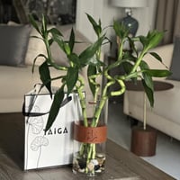 بامبو مبروم + قطعة جلد