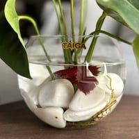 فازة نبتة الأنتوريوم + سمك الفايتر