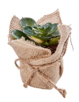 إناء مع نبتة Green