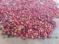 قهوة خولانية بالقشور من جبال الحشر 20 ثمرة