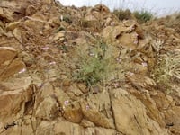 عنبر - قرنفل 5 زهرات Volutaria lippii