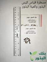 سيسبان الاردن 20 بذرة