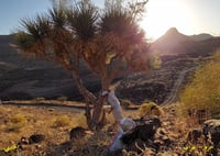 خزم - عراب 10 بذرات Dracaena ombet