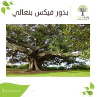 بذور فيكس بنغالي