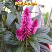 بذور عرف الديك