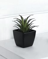 نباتات اصطناعية اسود