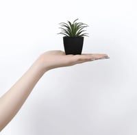 نباتات اصطناعية اسود