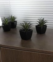 نباتات اصطناعية اسود