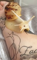 متجر حلزونه / SNAIL
