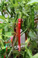 بذور الفلفل الحار الاحمر ( Capsicum annuum )