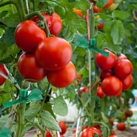 شريط لين لربط الشتلات