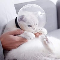 خوذة رأس شفاف للقطط للحماية من العض