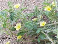 زهر ( قسور ) مقدار ملعقة من البذور و الورق Tribulu...