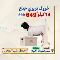خروف بربري جذع 14 كيلو