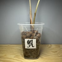 Alocasia Polly - ألوكاسيا بولي