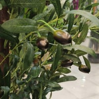 شجرة زيتون بطول مترين ومركن كبير معدل يدويا