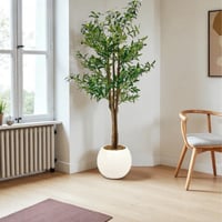 شجرة زيتون 180 سم بمركن معدل كبير