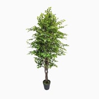 شجرة فايكوس 210 سم بمركن