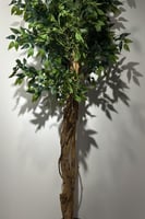 شجرة الفيكس بجذع طبيعي وغصون صناعية ارتفاع 210 سم