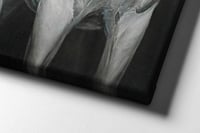 لوحة النايفة لوحة خيل عربي أبيض .