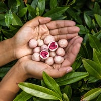 توت العليق المجفف بالتجميد والمغطى بالشوكولاتة الد...