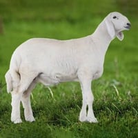 خروف حرى العمر 4 -5 شهور الوزن 10 الى 15 كيلو