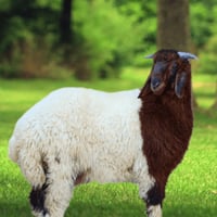 خروف جذع العمر 10 شهور