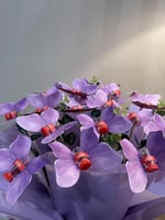 زعفران فراشة (الحبة)