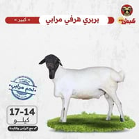 بربري هرفي (مرابي) كبير