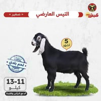 التيس البلدي (العارضي) صغير