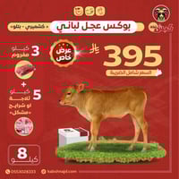 بوكس عجل لباني بتلو كشميري (8 كيلو)