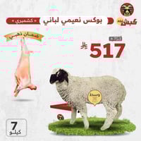 نعيمي كشميري لباني - وسط