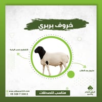 خروف بربري محلي