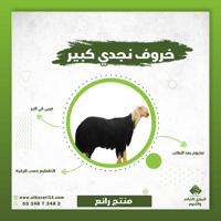 خروف نجدي كبير