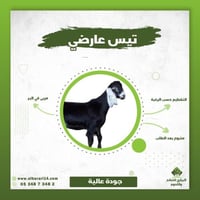 تيس بلدي عارضي وسط