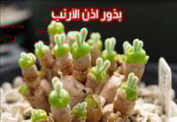 بذور اذن الأرنب