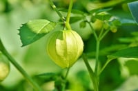 بذور الحرنكش ( Physalis )