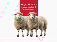 بوكس نعيمي دبل