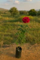 الاحمر