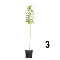 ياسمين استرالي